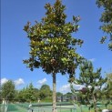 Magnolia grandiflora 'Galissonnière' - Foto 1