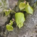 Tilia x europaea 'Pallida' - Foto 2