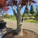 Acer palmatum 'Fireglow' - 5