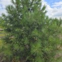 Pinus nigra 'Nigra' - 4