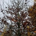 Fagus sylvatica - november 2024