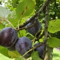 Prunus domestica 'Bleue de Belgique' - Foto 3
