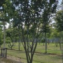 Prunus serrulata 'Kanzan' - 1