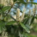 Prunus laurocerasus 'Rotundifolia' - Foto 5