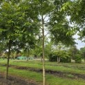 Carya illinoinensis - 1