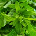 Carpinus Betulus - Afbeelding 3