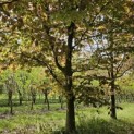 Fagus sylvatica 'Atropunicea' - 1