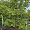 Pinus strobus - 2