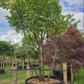 Prunus laurocerasus 'Rotundifolia' - 3