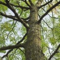 Gleditsia triacanthos 'Sunburst' - 4