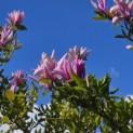Magnolia 'Susan' - 1