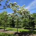Cornus nuttallii (Venus) - 15 mei 2026