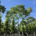 Rhus Typhina - 2