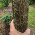 Quercus cerris 'Marmor Star' - 4