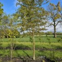 Carpinus Henryana - april 2024 perceel Beek