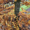 Fagus sylvatica - 2