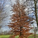 Fagus sylvatica - 3