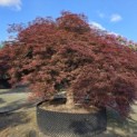 Acer palmatum 'Dragon's fire' - 1