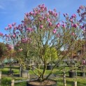 Magnolia 'Susan' - 1