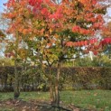 Parrotia persica 'Bella' - 3