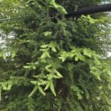 Tsuga canadensis - Foto 2