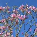 Magnolia 'Susan' - 1