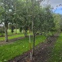 Pyrus communis (handpeer) - Foto 4