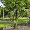 Gleditsia triacanthos ‘Inermis' - 1