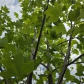Liriodendron tulipifera - Foto 3