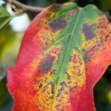 Parrotia persica 'Vanessa'