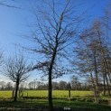 Fagus sylvatica 'Atropunicea' - 1