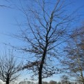 Fagus sylvatica 'Atropunicea' - februari 2025