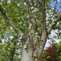 Betula utilis 'Doorenbos' - Foto 1