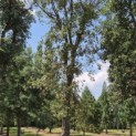 Quercus Suber - 1