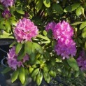 Rhododendron Roseum Elegans - 6