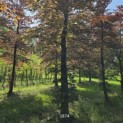 Fagus sylvatica 'Atropunicea' - 1