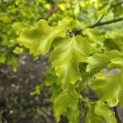 Fagus sylvatica 'Rohan Gold' - 1