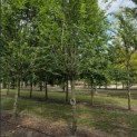 Carpinus betulus 'Frans Fontaine'   (Fastigiata) - 1