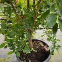 Chionanthus retusus - Foto 1