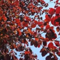 Fagus sylvatica 'Atropunicea' - impressie kleurnuances rode of bruine beuk