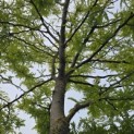Gleditsia triacanthos 'Sunburst' - Foto 1
