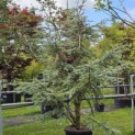 Cedrus libani 'Silberspitz' - juni 2025
