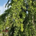 Cedrus deodara 'Pendula' - 1
