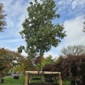 Quercus Ithaburensis 'Hemelrijk Silver. - 2