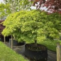 Acer palmatum 'Dissectum' - Foto 1