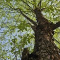 Betula nigra - 1