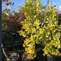 Ginkgo biloba fastigiata 'Blagon' - 2