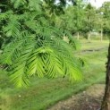 #37 Metasequoia glyptostroboides Chinesische Sumpfzypresse