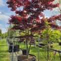 Acer palmatum 'Bloodgood' - 2