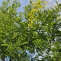 Gleditsia triacanthos ‘Sunburst' - Foto 4